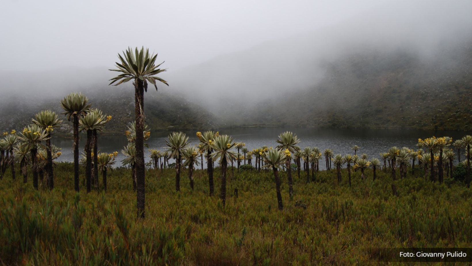 Chingaza: ¿cómo llegar desde Bogotá y qué hacer en este parque natural?