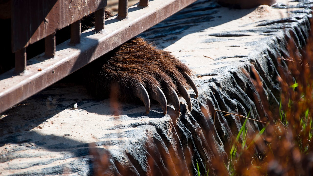 Una niña de tres años fue arrojada por su mamá a la jaula de unos osos en un zoológico en Uzbekistán. (Imagen de referencia).