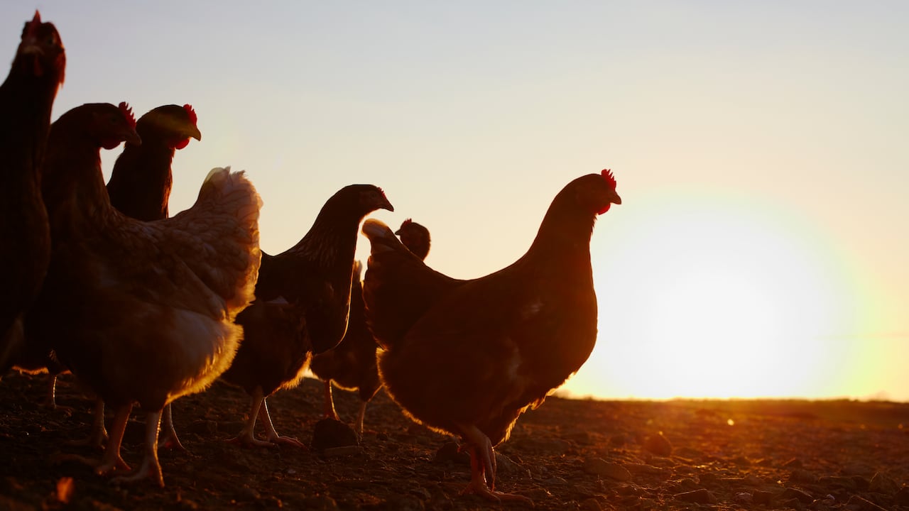 En Perú se requiere permiso de las autoridades para movilizar aves debido al brote de gripe aviar.