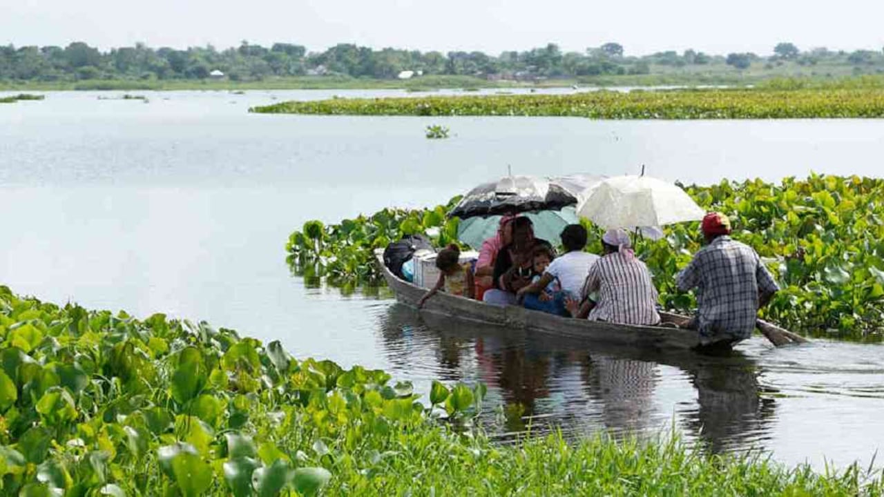 La Ciénaga Grande de Santa Marta es uno de los ecosistemas de humedales más importante del país. Foto: Archivo Semana