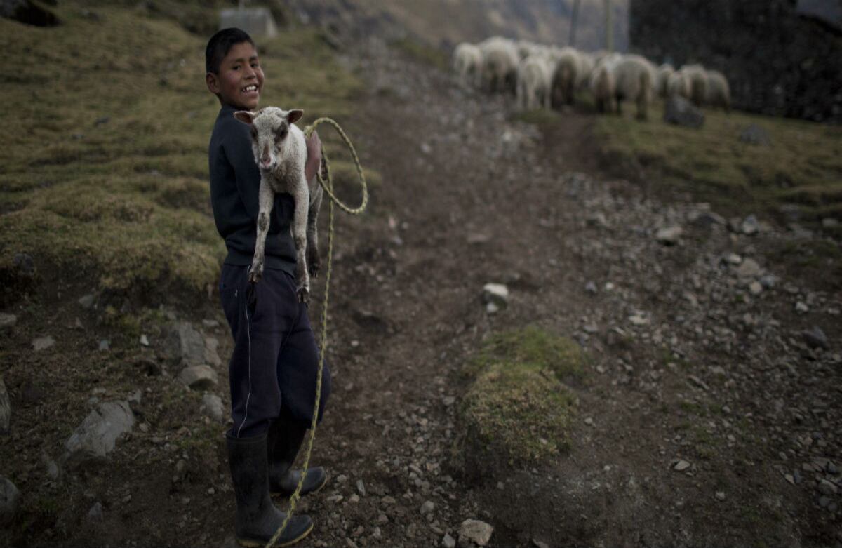Kalef Roman, de doce años de edad, posa mientras sostiene un cordero del rebaño de su familia en una villa en Chupon, Perú. (AP)