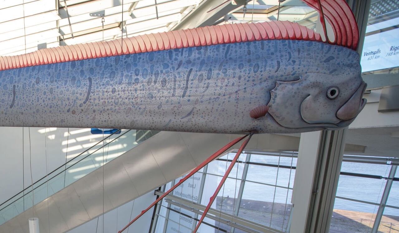 En la cultura japonesa el pez remo es catalogado como el rey del mar