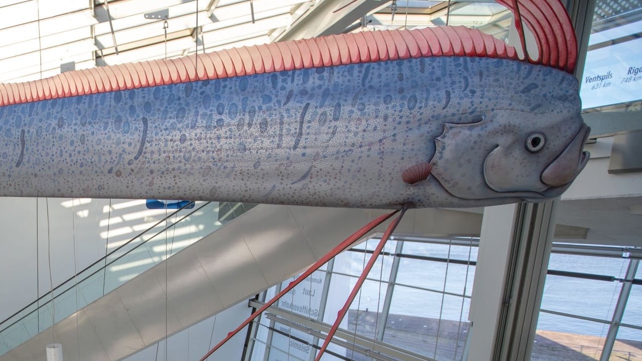 En la cultura japonesa el pez remo es catalogado como el rey del mar