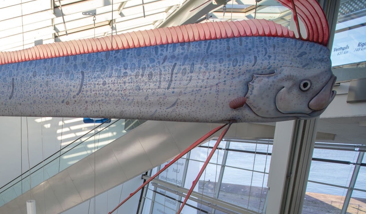 En la cultura japonesa el pez remo es catalogado como el rey del mar