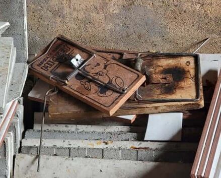 Restaurante de comida china fue cerrado en Cartago, Valle; hallaron que los animales eran sacrificados dentro del establecimiento.