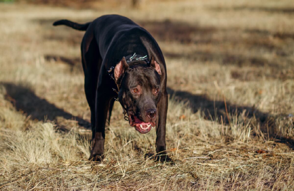Jauría de perros atacó a niño de 11 años en Estados Unidos y lo envió al hospital debido a la gravedad de las heridas causadas.