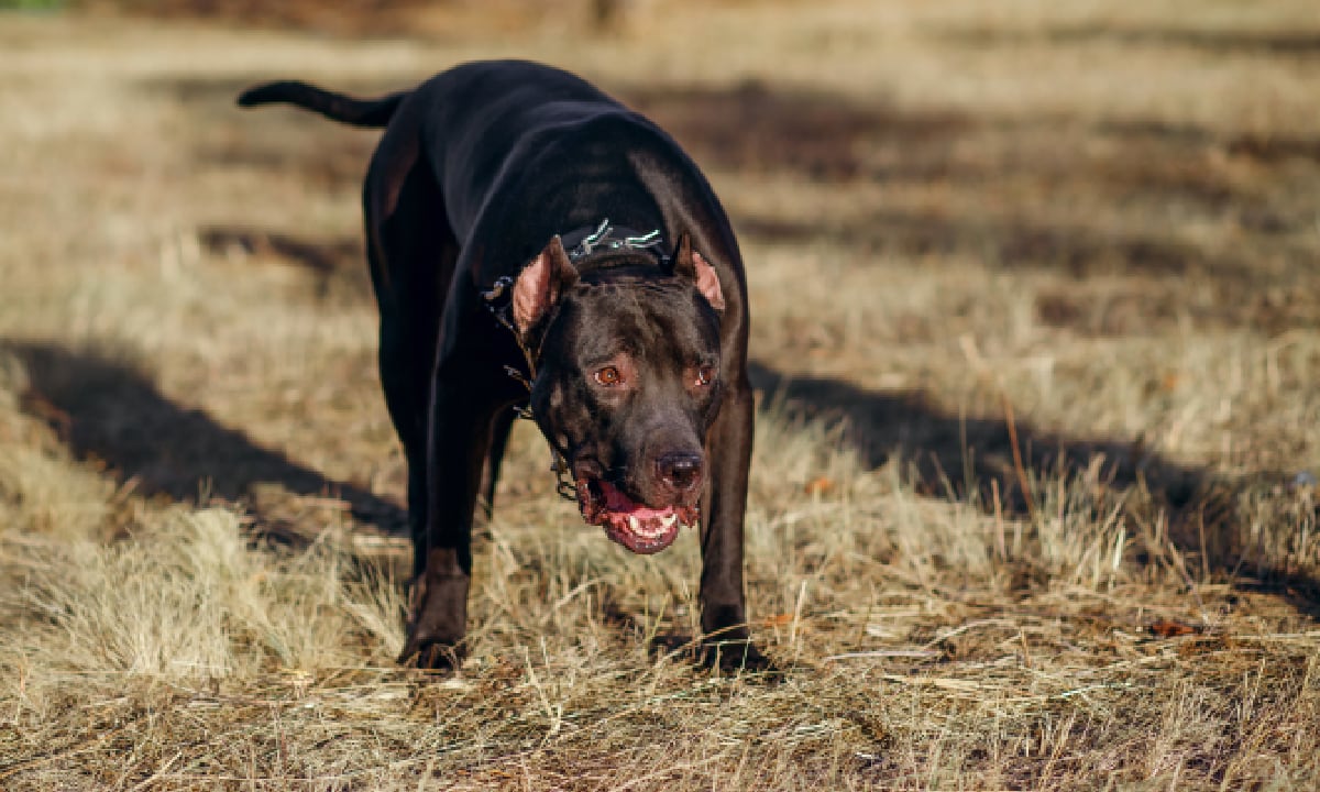Jauría de perros atacó a niño de 11 años en Estados Unidos y lo envió al hospital debido a la gravedad de las heridas causadas.