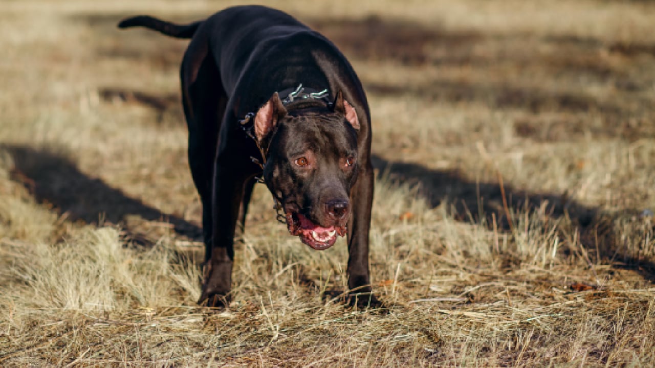 Pitbull atacó a un niño en Nueva York