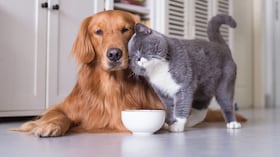 3. Cada mascota necesita una evaluación individual.