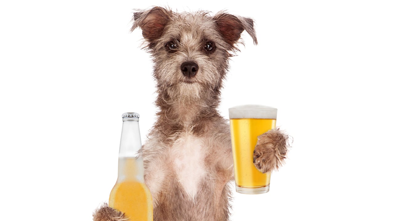 Así como los humanos disfrutamos de una refrescante cerveza, los canes también pueden hacerlo. Sí, aunque a simple vista parezca un poco extraño, es una realidad. Te contamos de qué se trata esta creativa idea para hidratar a tu mascota.