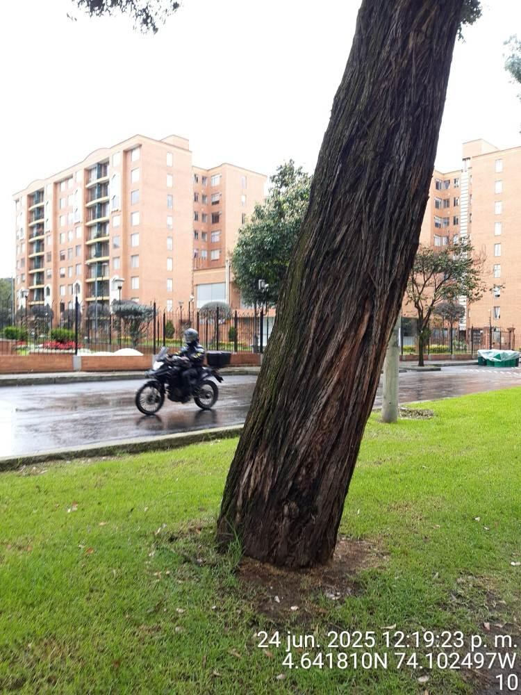 Árboles en riesgo de caída en Ciudad Salitre.