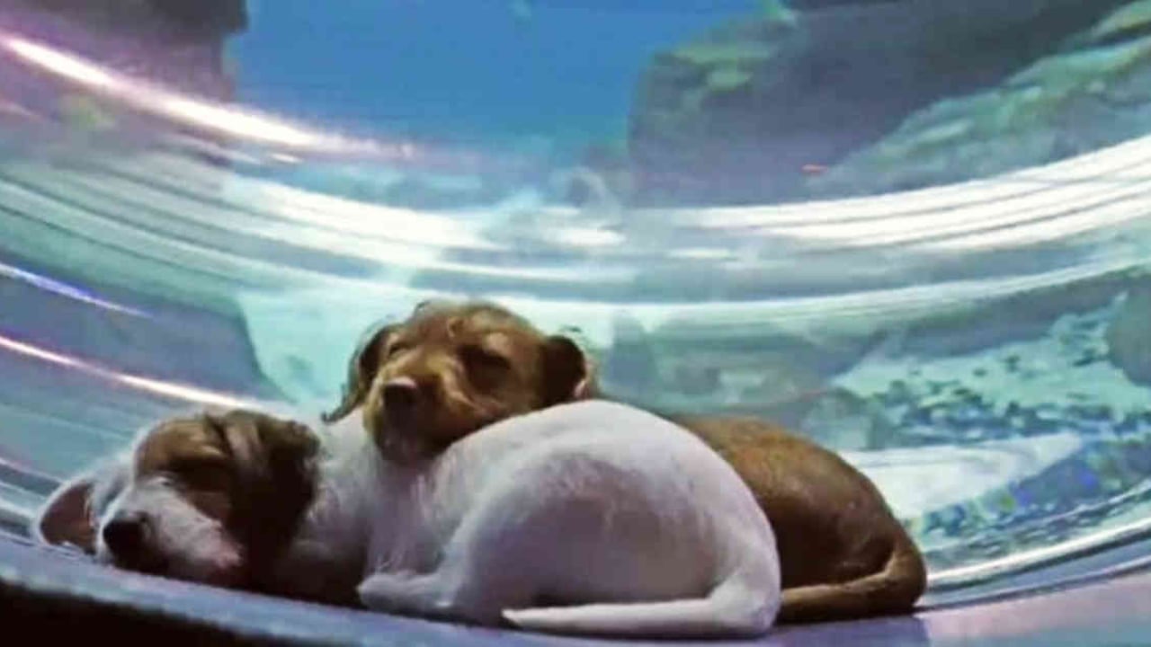Los dos cachorros se quedaron dormidos por un instante en el acuario. Foto: tomada de video del Acuario de Georgia.