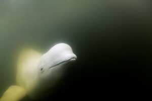 La beluga es considerada una de las especies más amigables con el ser humano.