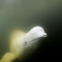 La beluga es considerada una de las especies más amigables con el ser humano.