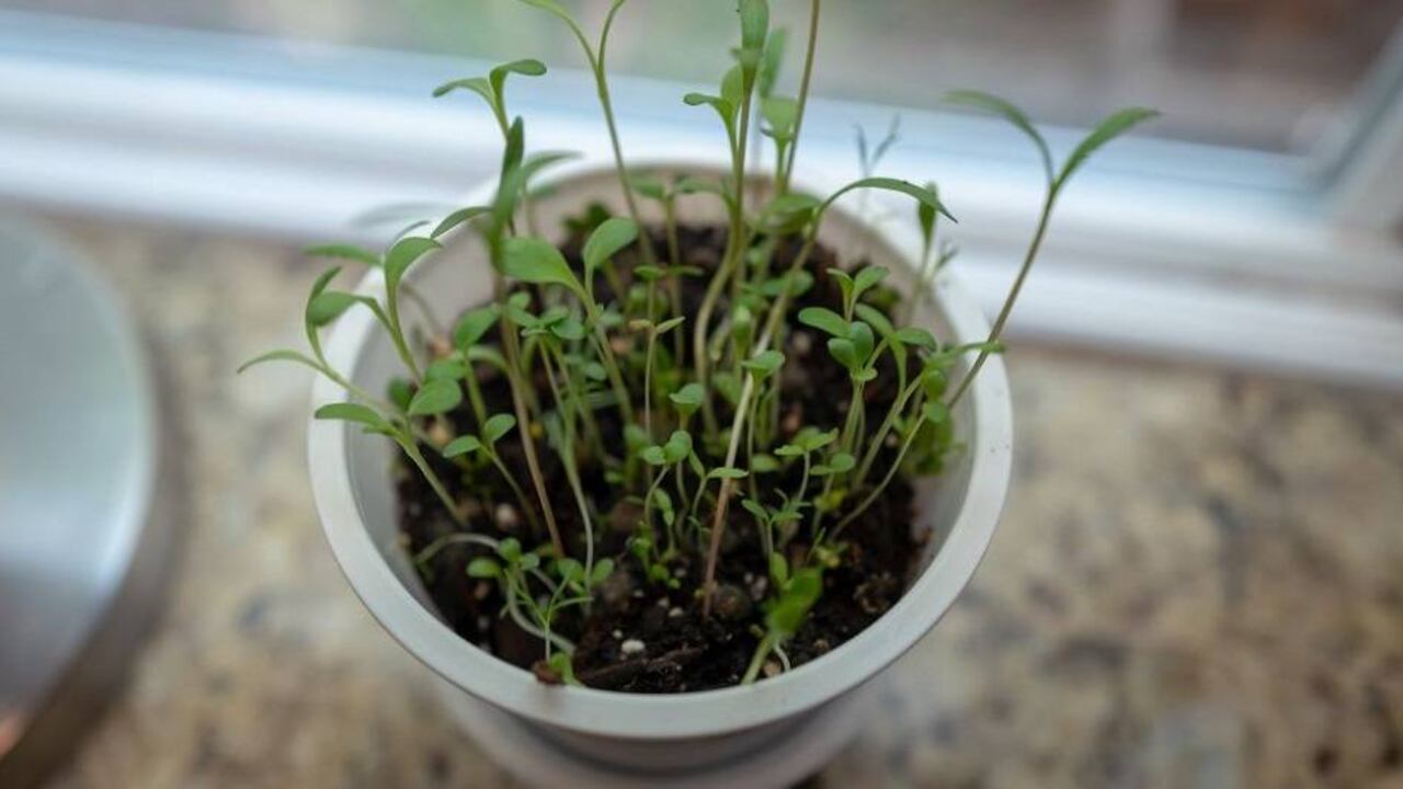 Líder de ISA dice que el éxito empresarial no es posible sin sostenibilidad.