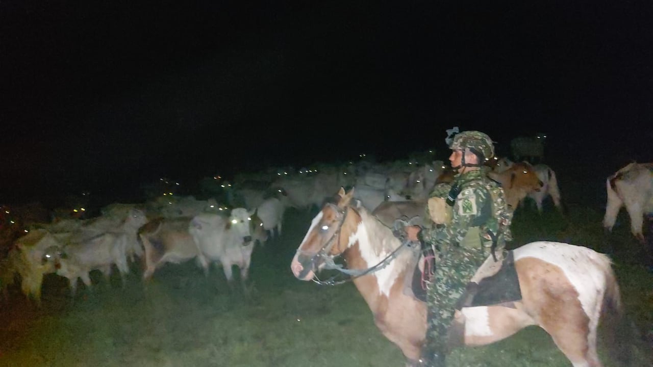 El ganado fue recuperado por el Ejército en el departamento de Arauca.