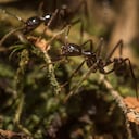 Según los estudios del SINCHI, la Amazonia colombiana cuenta con 218 especies de hormigas.
