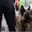 Perro policía