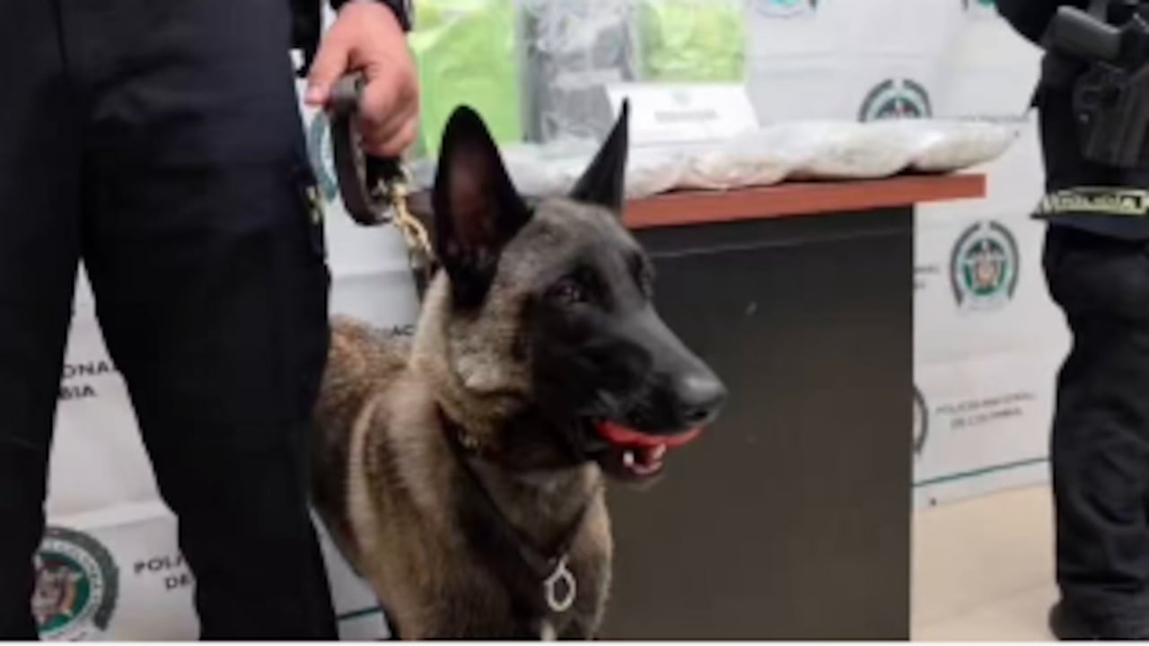 Perro policía