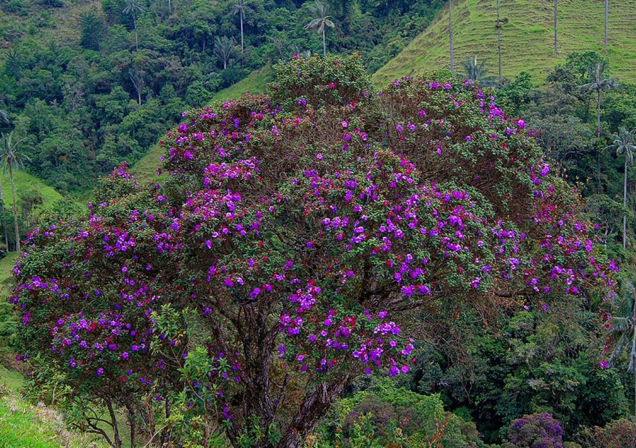 Árbol de sietecueros