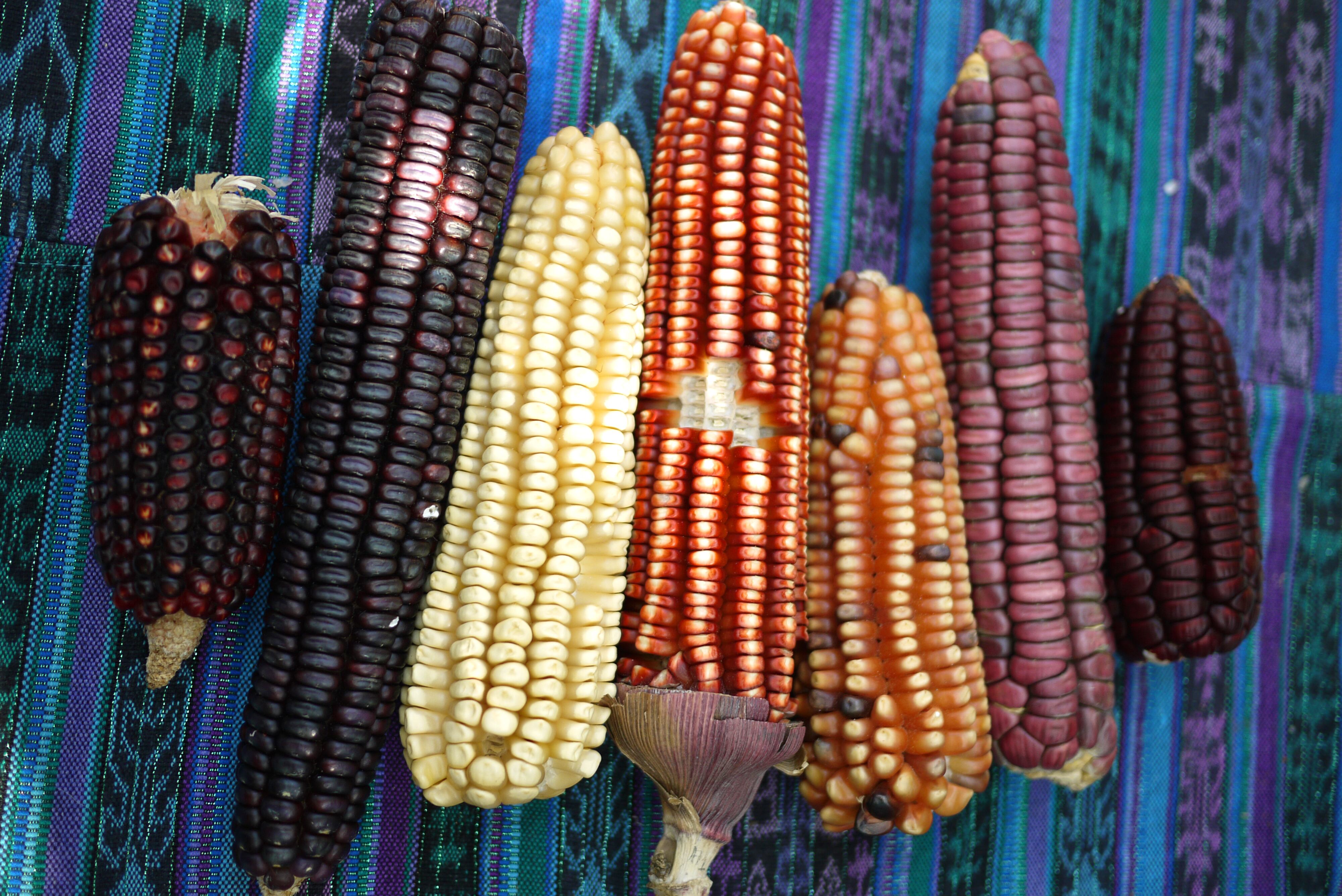 Así funciona una biblioteca de semillas