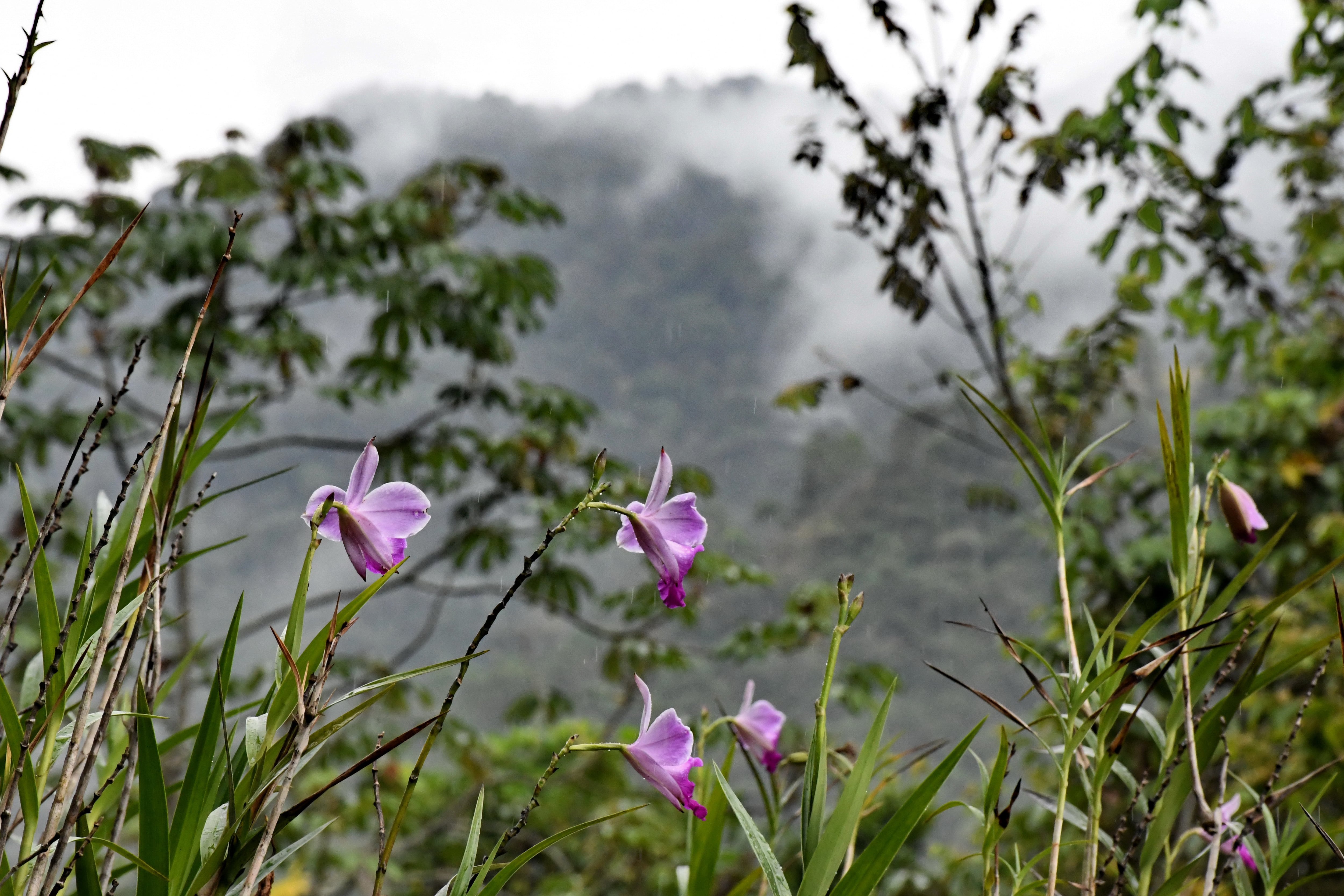 La fauna de los farallones es diversa.