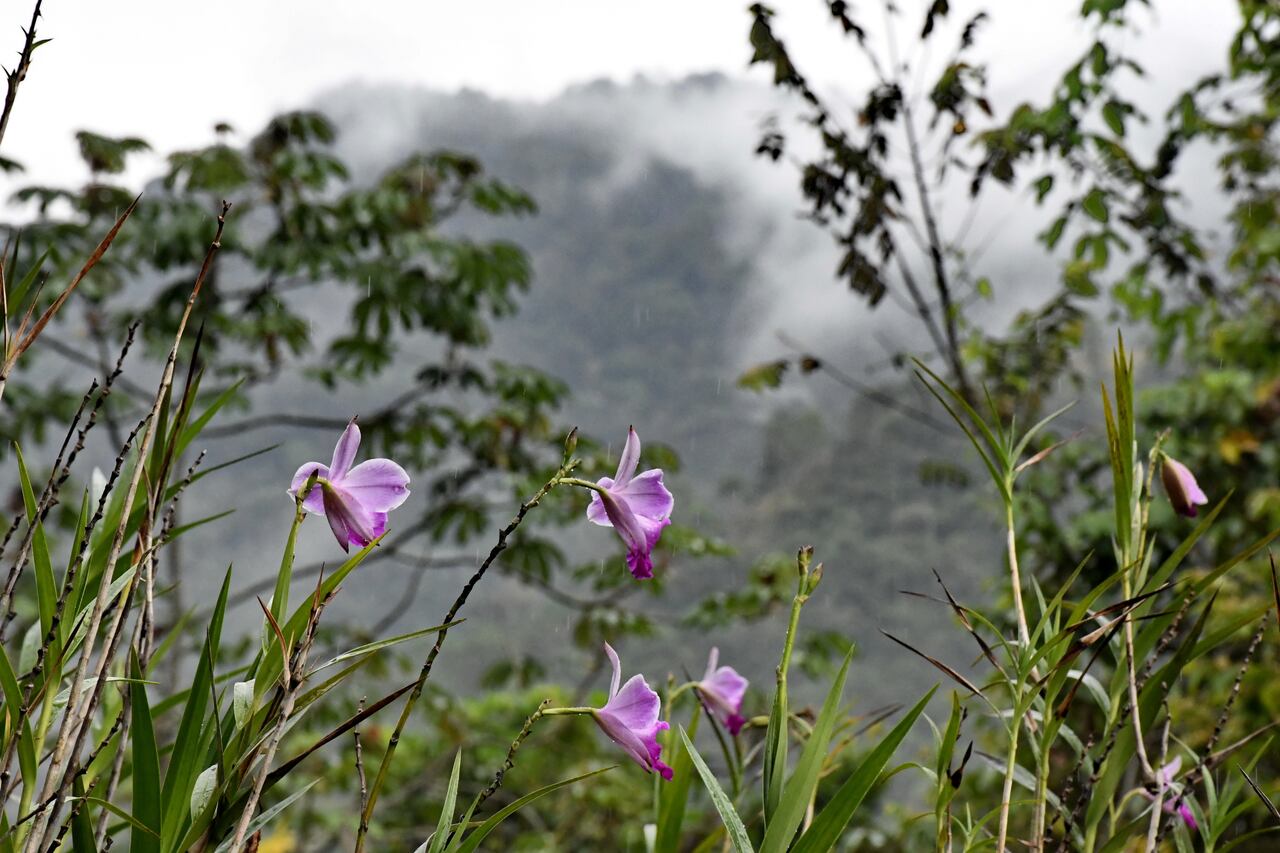 La fauna de los farallones es diversa.