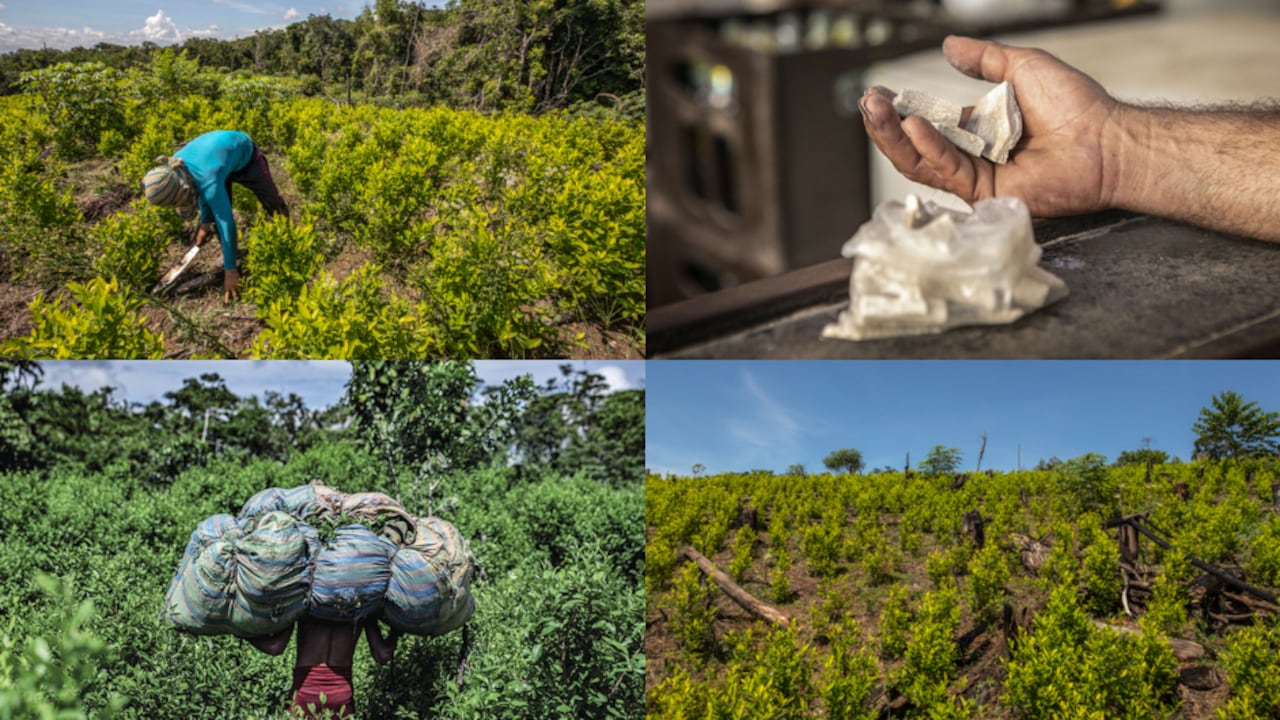 El mercado de la base de coca sostiene a la región del Catatumbo.