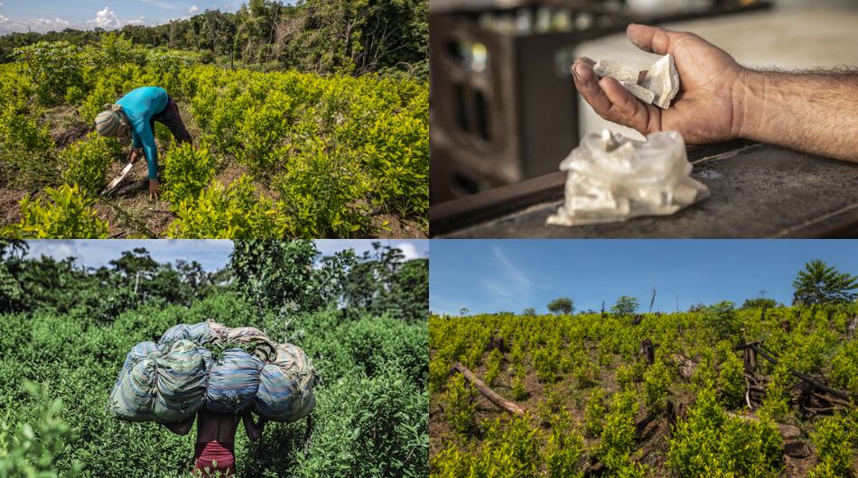 El mercado de la base de coca sostiene a la región del Catatumbo.