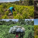 El mercado de la base de coca sostiene a la región del Catatumbo.