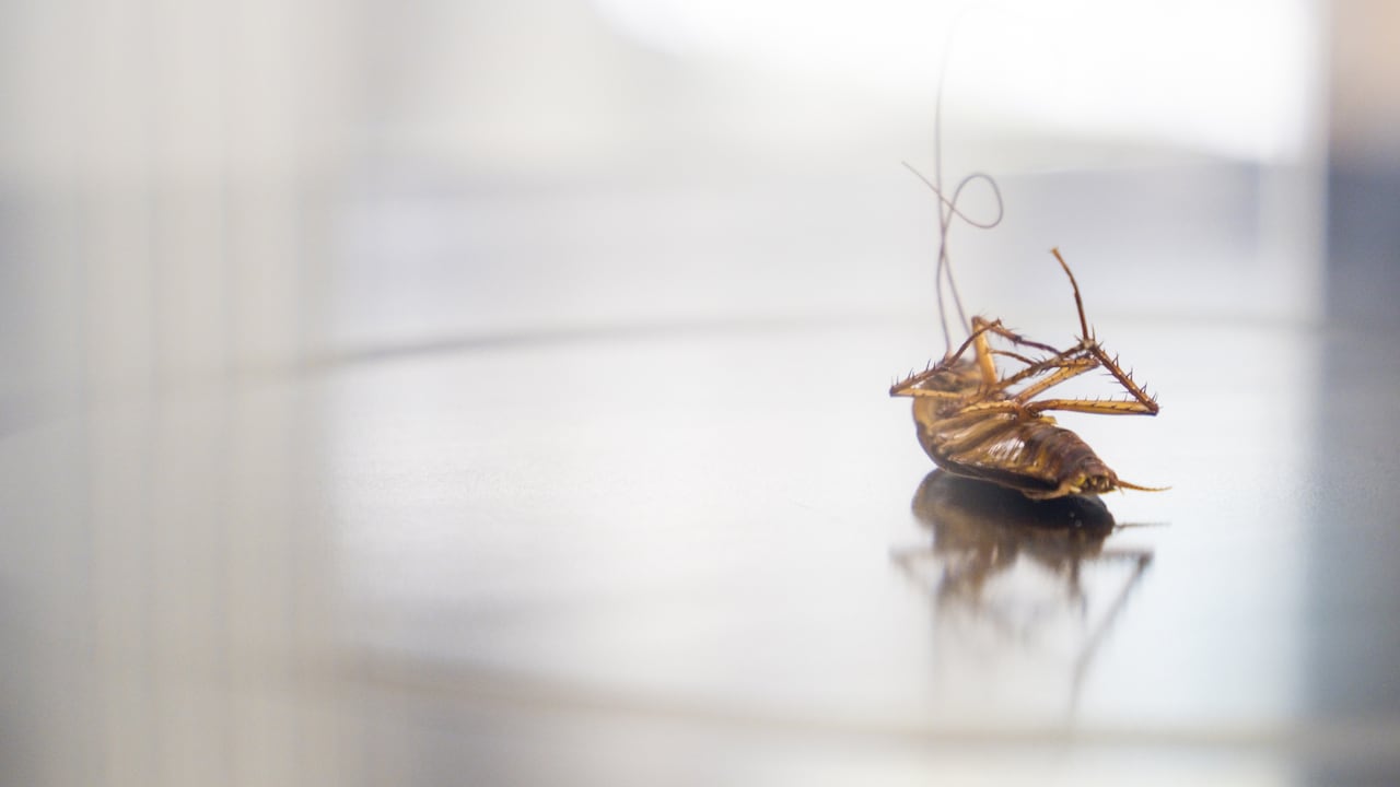 Lying dead cockroach on a shiny table