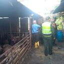 Los mataderos clandestinos se pueden denunciar en línea 123 de la Policía o ante la Secretaría de Salud.