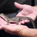 A staff member at the Coolibah farm, a farm bought by French luxury giant LVMH to breed crocodiles of a breed renowned for the small scales of its skin ideal for handbags, holds a baby crocodile on February 22, 2021 in Coolibah. (Photo by Gregory PLESSE / AFP) / TO GO WITH STORY BY Gregory PLESSE