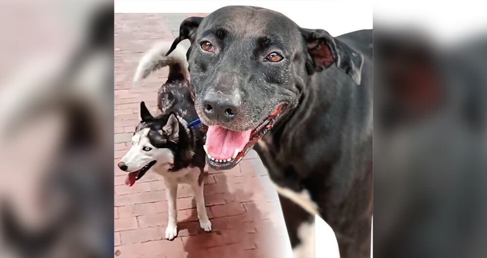 Para que un violador de animales vaya a la cárcel, tiene que haber cometido alguna conducta tipificada en el Código Penal. 