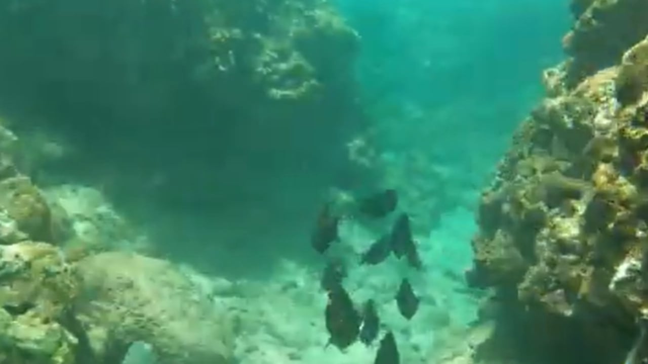 Autoridades de Hawái y organizaciones comunitarias proponen una drástica reducción de visitantes en Honolua Bay, en la isla de Maui, debido al deterioro en el arrecife