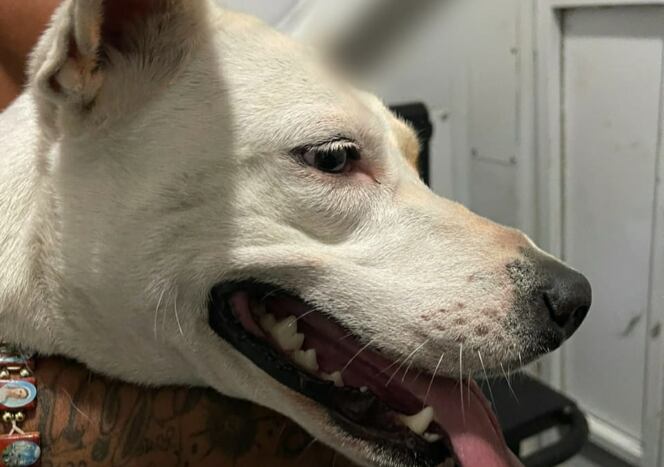 La perrita se encuentra sedada, con pronóstico reservado