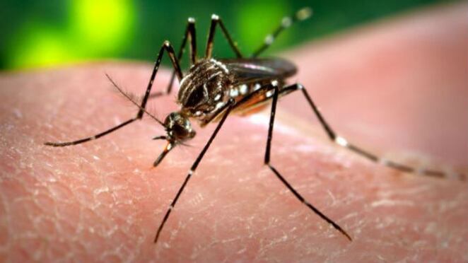 El Aedes aegypti, que causa la fiebre amarilla, el dengue, el chikunguña y el zika. 