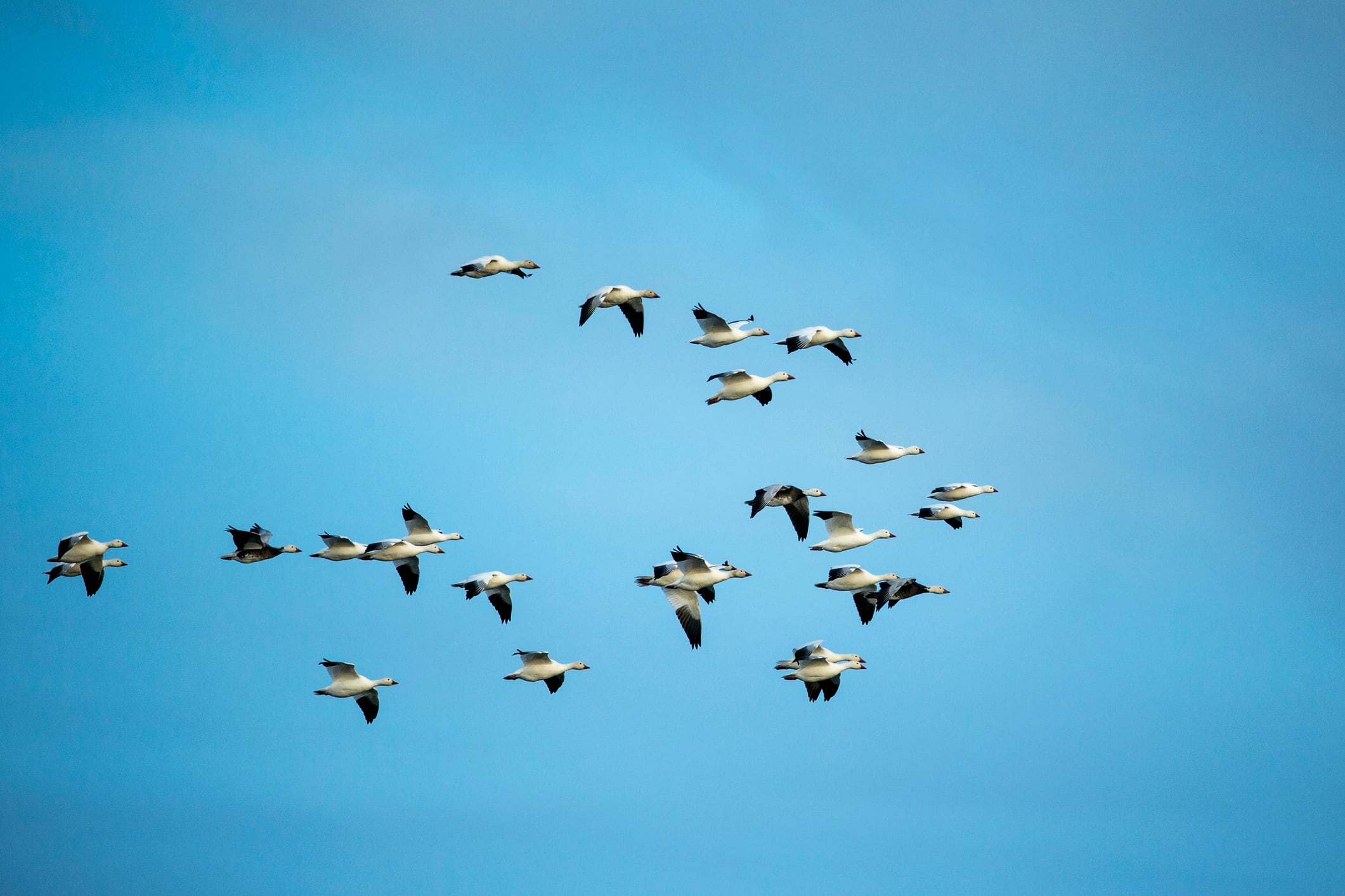 Científicos analizan cómo esta estructura podría afectar el paso de aves migratorias.