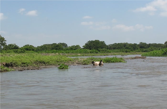 La deforestación y el secamiento de los humedales a ido sedimentado el río Fundación.