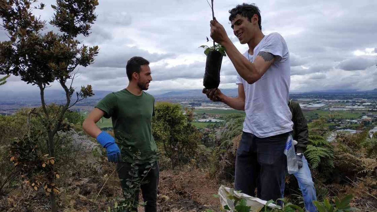 Experto propone contratar jóvenes para que siembren árboles después de la pandemia. Foto: Jhon Barros.