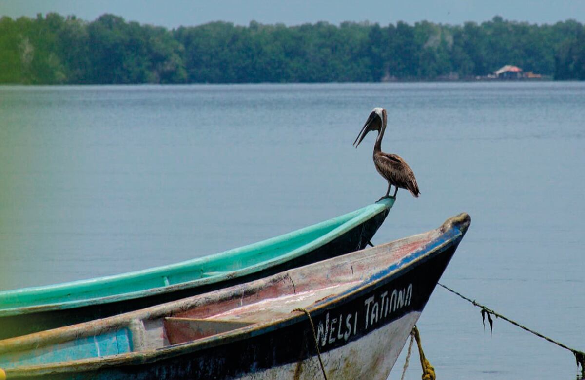 También en San Antero está ubicada la Bahía Cispatá, un destino excepcional de naturaleza. Bordeando sus playas de agua cristalina se aprecia un espectacular paisaje de manglares que le da protección a especies como el caimán de agua, típico de la costa Caribe.