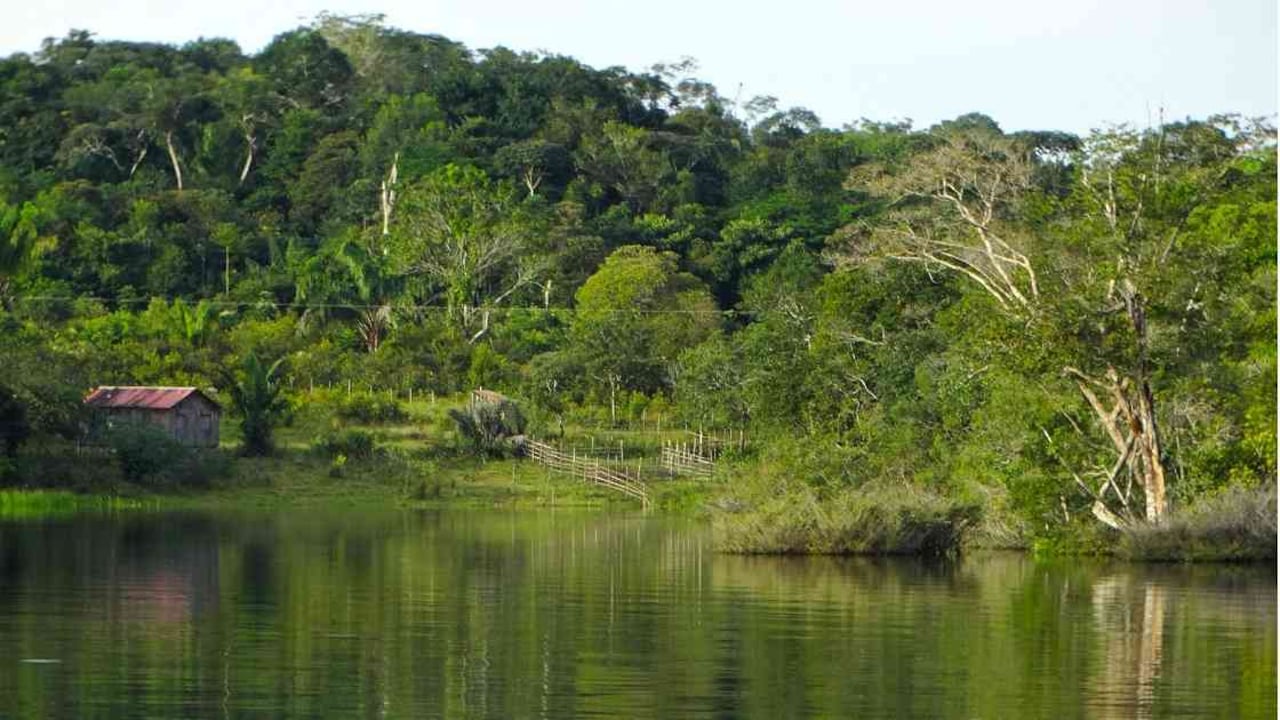 Los países que comparten el Amazonas trabajan de forma conjunta para proteger la biodiversidad y garantizar la seguridad alimentaria. Foto: Pixabay