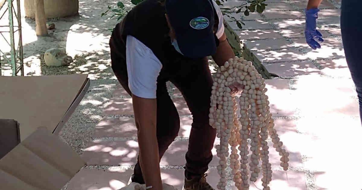 Las autoridades ambientales han advertido que el consumo de huevos de iguana pueden ser perjudiciales para la salud de los humanos. Foto: Corpamag.