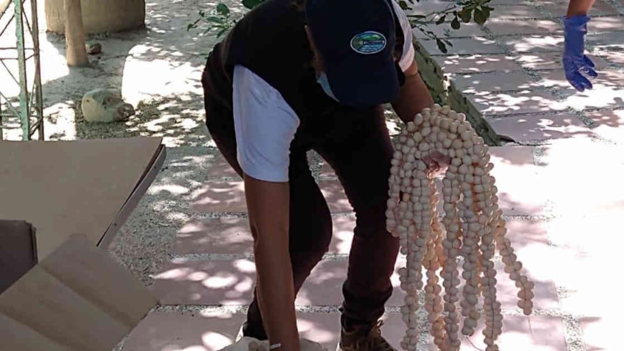 Las autoridades ambientales han advertido que el consumo de huevos de iguana pueden ser perjudiciales para la salud de los humanos. Foto: Corpamag - Colombia hoy.