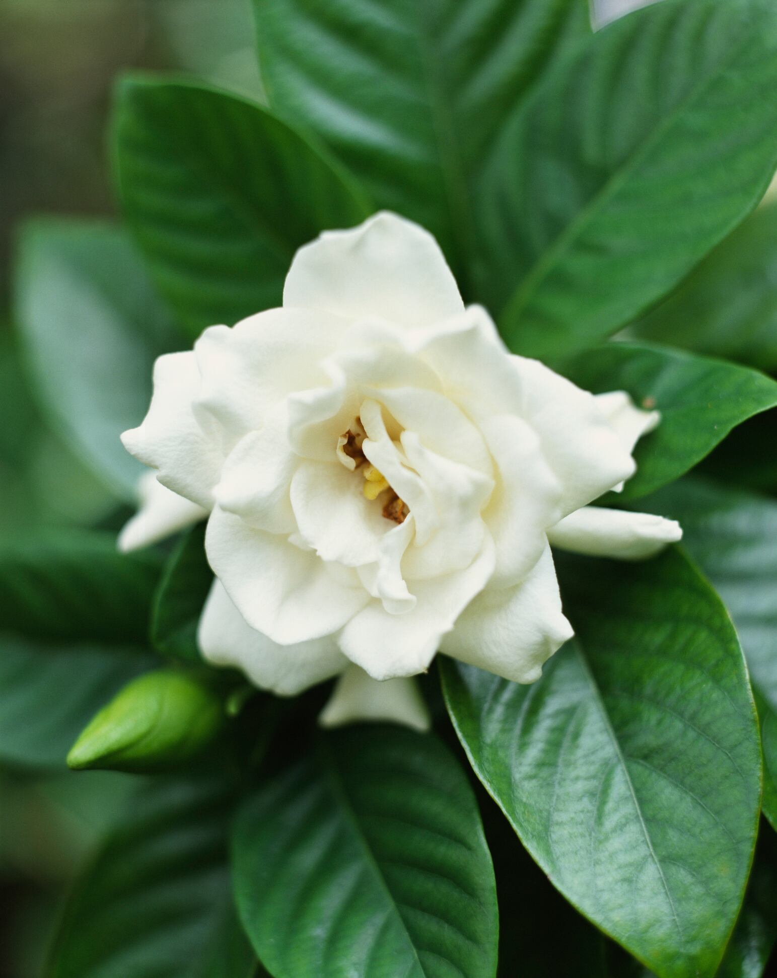 Gardenias
