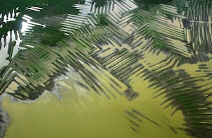 Los canales y los campos elevados de La Mojana durante la temporada de lluvias. Foto: Sebastian Schrimpff, cortesía del Museo del Oro, Banco de la República.