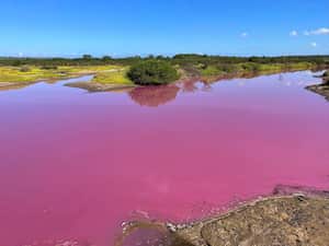 Esta fotografía del 8 de noviembre de 2023 proporcionada por Leslie Diamond muestra el estanque en el Refugio Nacional de Vida Silvestre Kealia Pond en Maui, Hawái, que se volvió rosado el 30 de octubre de 2023