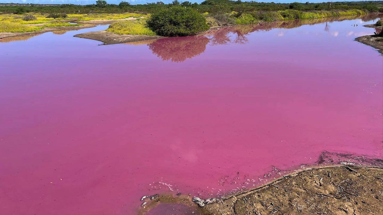 Esta fotografía del 8 de noviembre de 2023 proporcionada por Leslie Diamond muestra el estanque en el Refugio Nacional de Vida Silvestre Kealia Pond en Maui, Hawái, que se volvió rosado el 30 de octubre de 2023