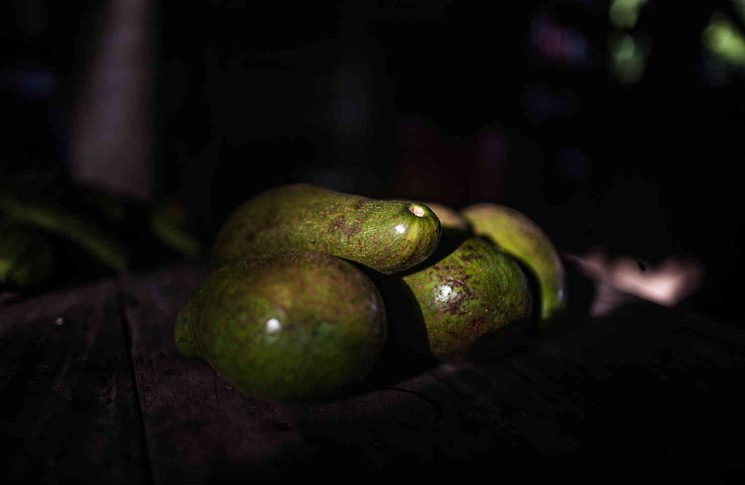 La variedad de aguacate criollo era la variedad que se daba en la alta montaña de los Montes de María, desde el retorno De muchas de las comunidades no se ha logrado levantar otro tipo de variedades de aguacate en la zona, ahora el ñame Ha pasado a mover la economía de la zona. Foto: Mauricio Morales. 