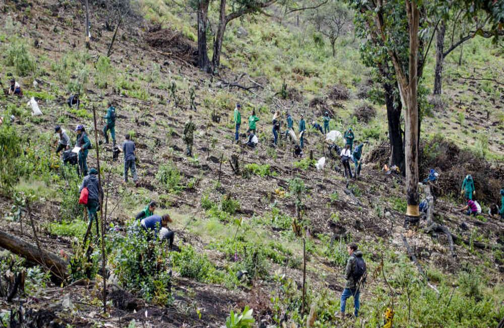 En el marco de la Semana de la Restauración Ecológica, el Jardín Botánico de Bogotá llevó a cabo una 'plantatón' en la que participaron 131 personas de la comunidad, el Ejército Nacional y la Policía Nacional. Foto: Katerine Lara.